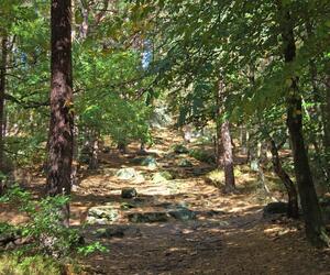 Palatinate Forest