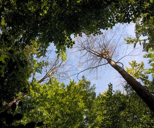 Drought damage in the forest