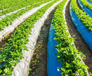 Strawberry field covered with plastic sheeting